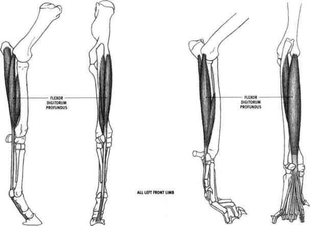 25%的人手臂中都会缺少一块肌肉：看看你也是这样吗？