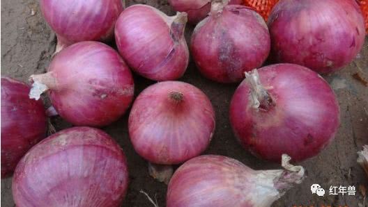 养狗多年,吃的方面要小心,别一个疏忽就把狗养死了