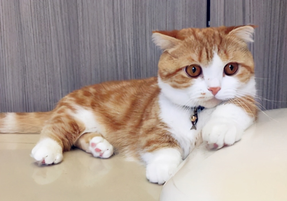 猫咪皮下积液可以自己抽吗,猫咪受伤流脓去医院需要多少钱