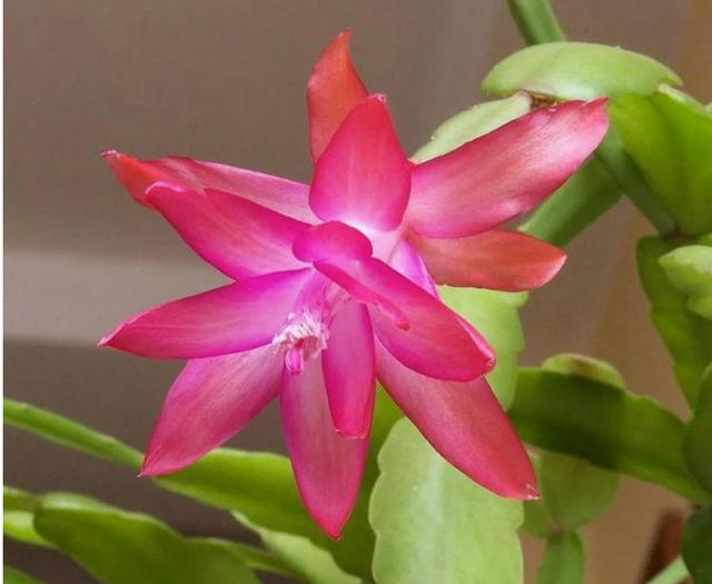 开花超美de仙人掌三千金：蟹爪兰、仙人指、假昙花，你能分清吗？