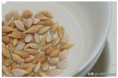 吃完的水果不要扔试试在家就能种,吃完的水果种子