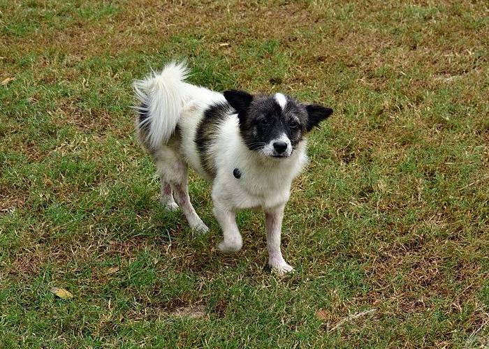 半夜鸟叫是在干啥,晚上乱叫有多可怕