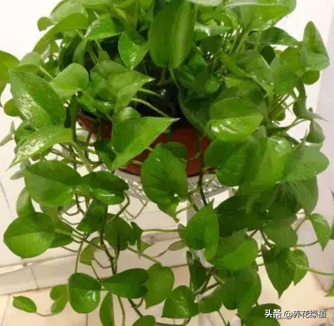绿萝土培怎么养才能更旺盛一些,土培绿萝怎么养才能不黄叶茂盛
