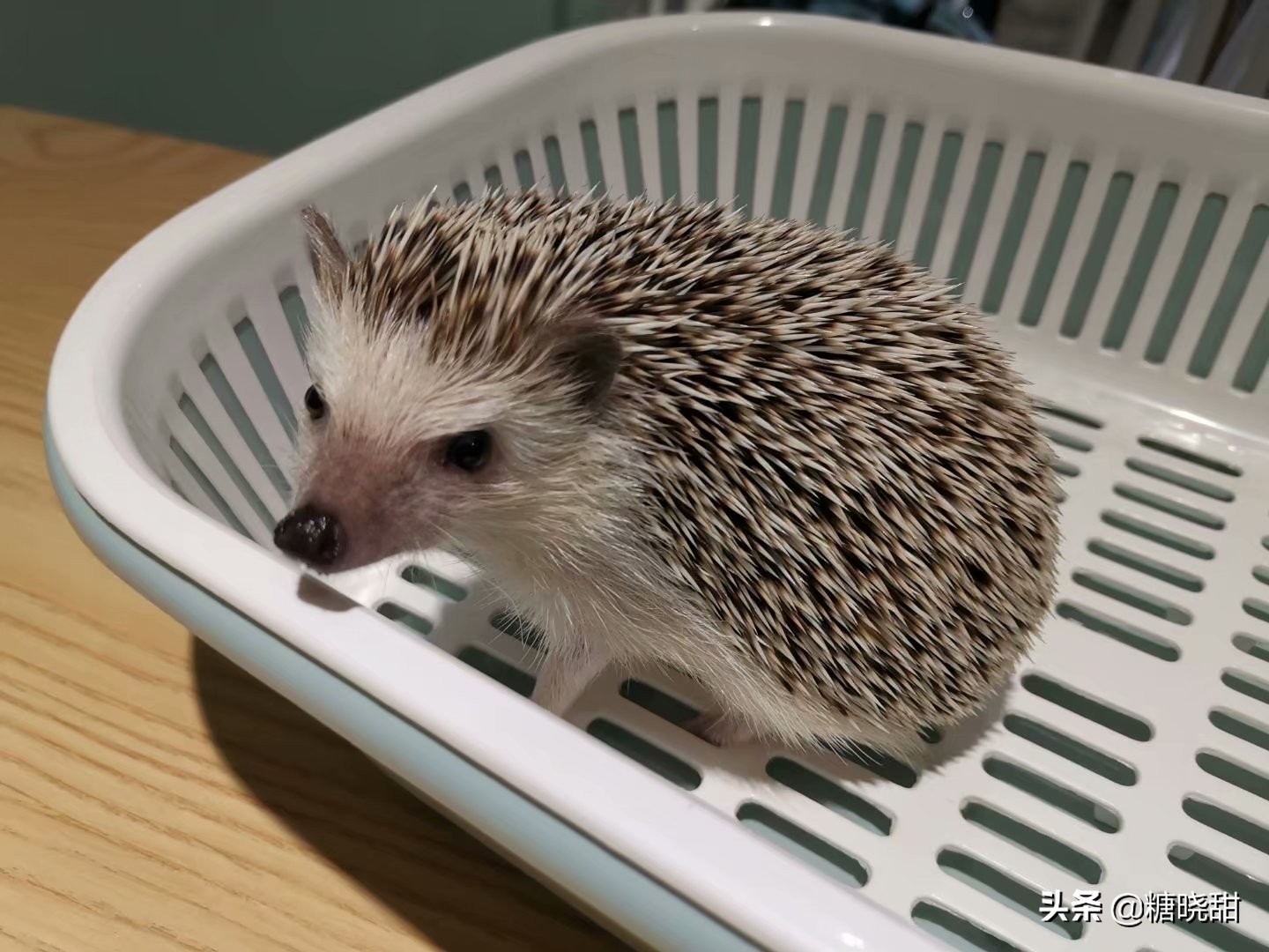 龙猫土拨鼠蜜袋鼯,龙猫真是太可爱了心都要被萌化了