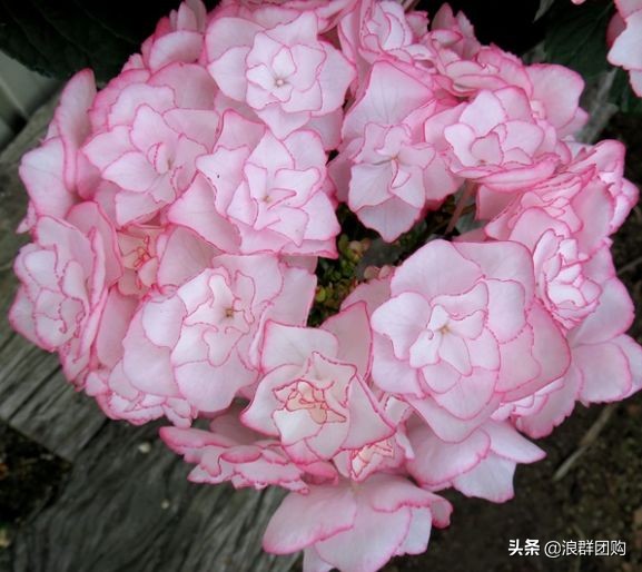 十种好看的绣球,最好看的绣球花视频