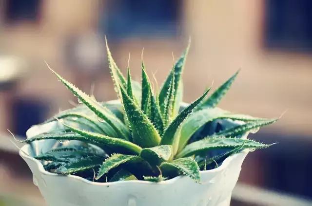 哪种植物花香助眠,安眠植物