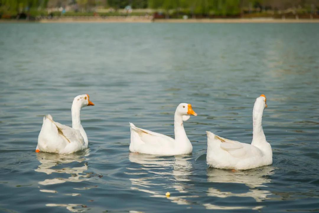 郑州亲子游户外公园十大排行榜,郑州免费适合遛娃玩的公园