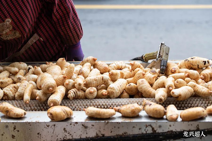 安徽道地药材天麻,天麻的道地药材