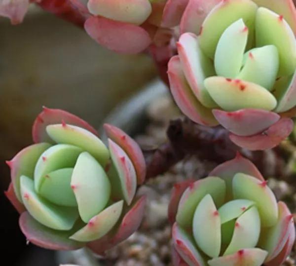 养了8年的“老桩”,价值2000块,这样的碧桃多肉,你舍得买吗?