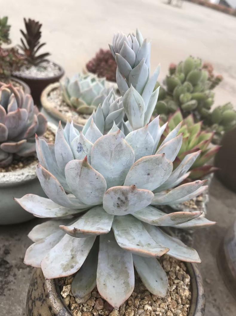 多肉植物长斑,多肉植物长斑是怎么回事