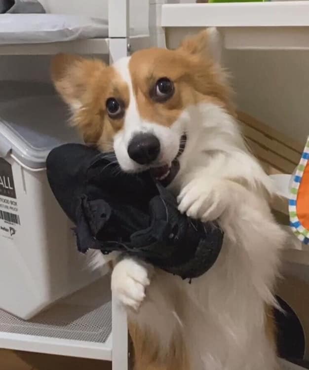 柯基犬咬主人脚,柯基咬黑狗猫猫反击