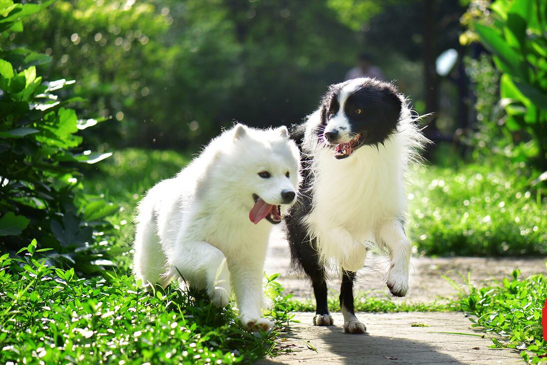 边牧幼犬掉毛都掉秃了,边牧掉毛家里怎么收拾