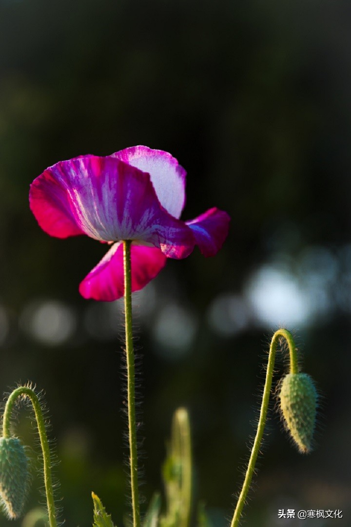 毛*东泽**诗词《虞美人·枕上》,气韵高雅,可与古代著名诗词相媲美