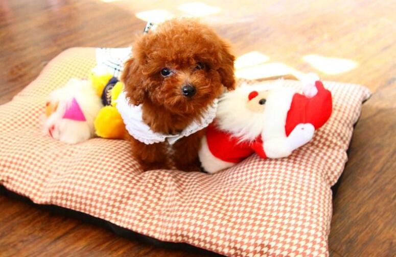 泰迪狗狗的性格特点,怎么辨别泰迪狗狗的性格