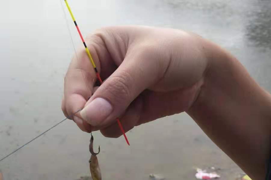 小鱼太多钓不上来一直空竿,为什么夏季钓不到板鲫