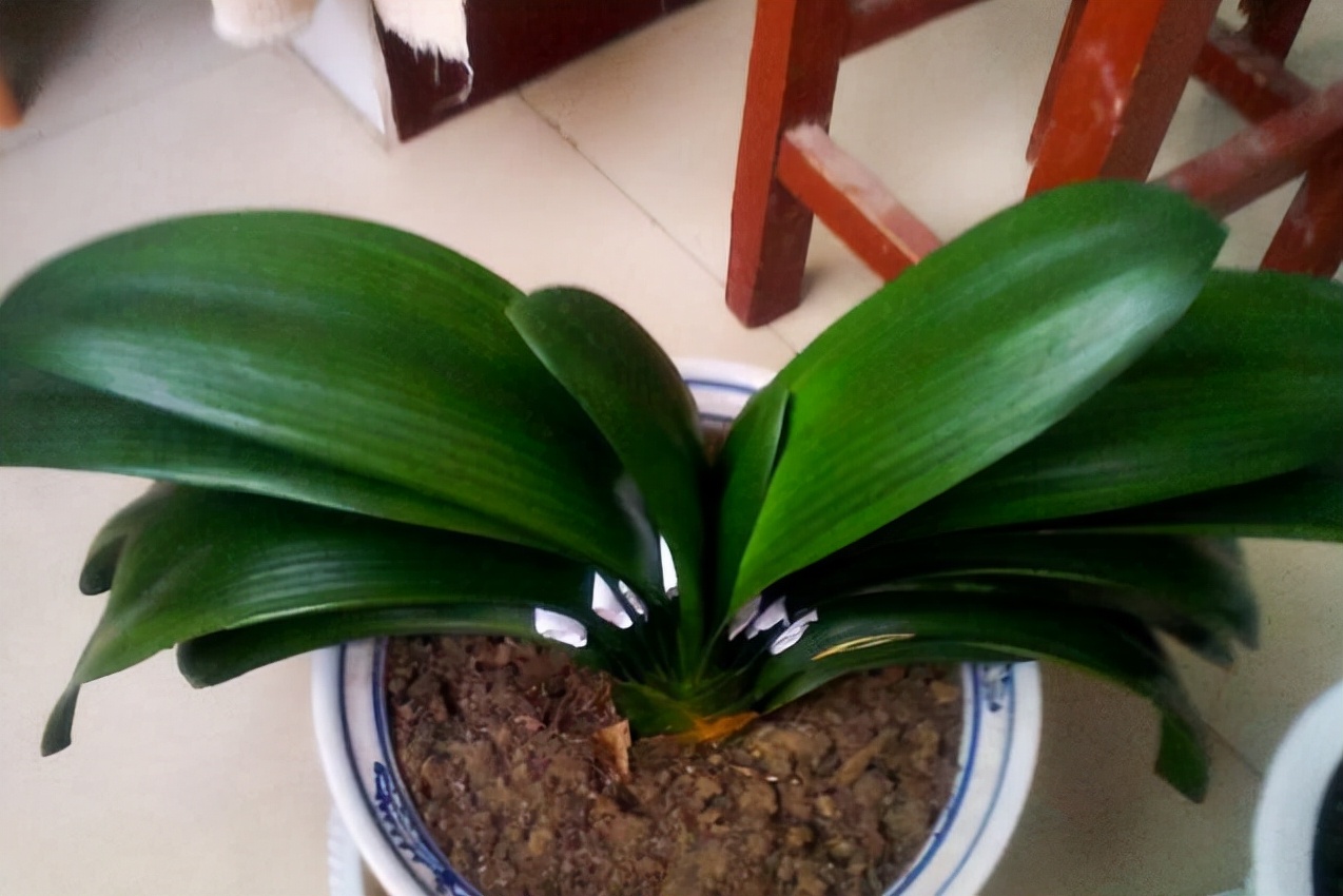 家中养什么花草对风水好,有钱人养什么花