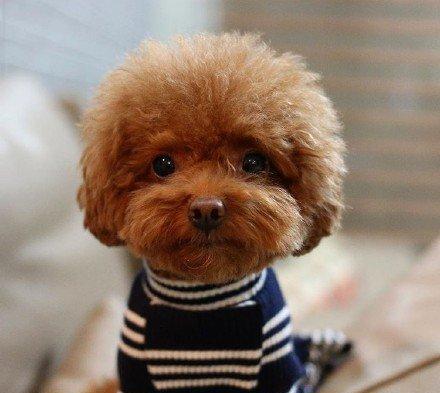 泰迪公的发情期有什么征兆,两只泰迪一公一母发情期怎么办