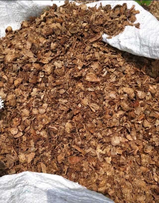 养君子兰最简单的方法,十年老花农养君子兰的秘诀