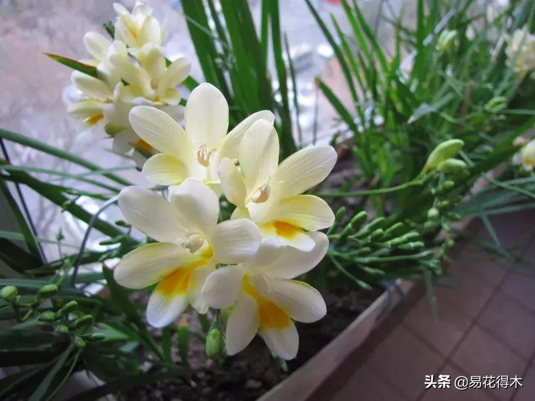 小苍兰前期花苞什么颜色,香雪兰的小苍兰怎么养