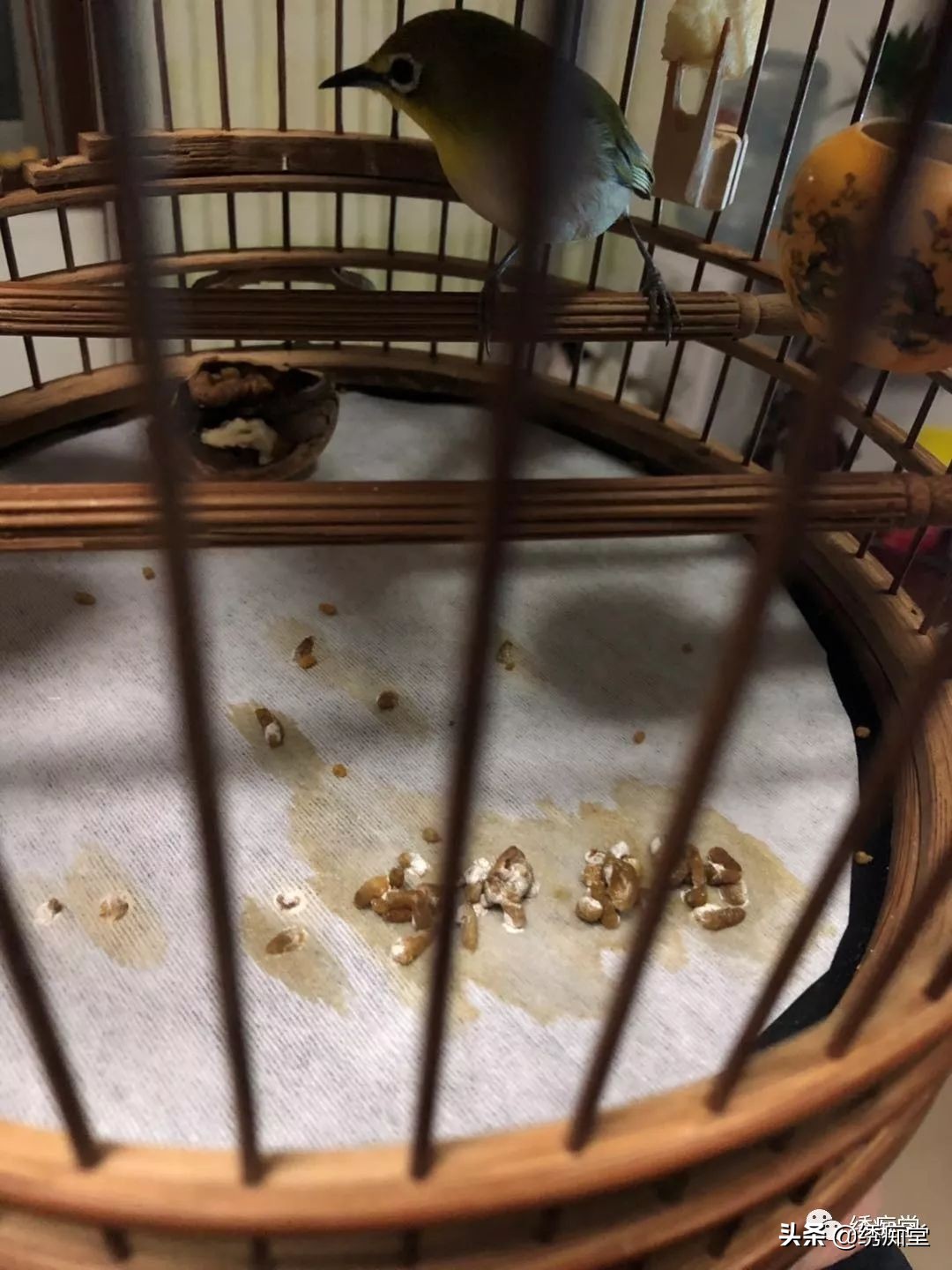 一品绣娘小说阅读,一品绣痴