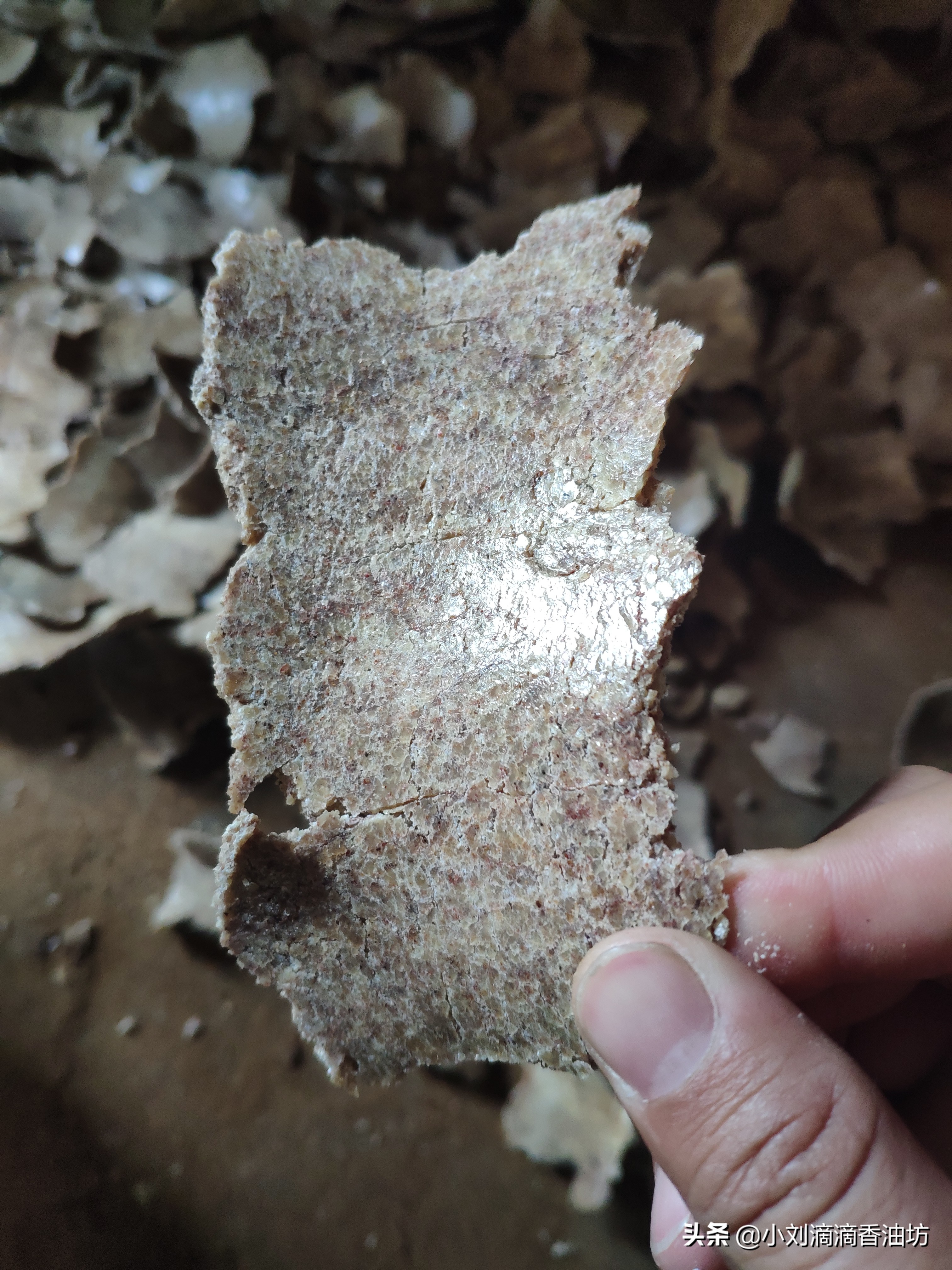 花生饼打窝钓鲫鱼效果怎么样,花生饼打窝钓鱼测试