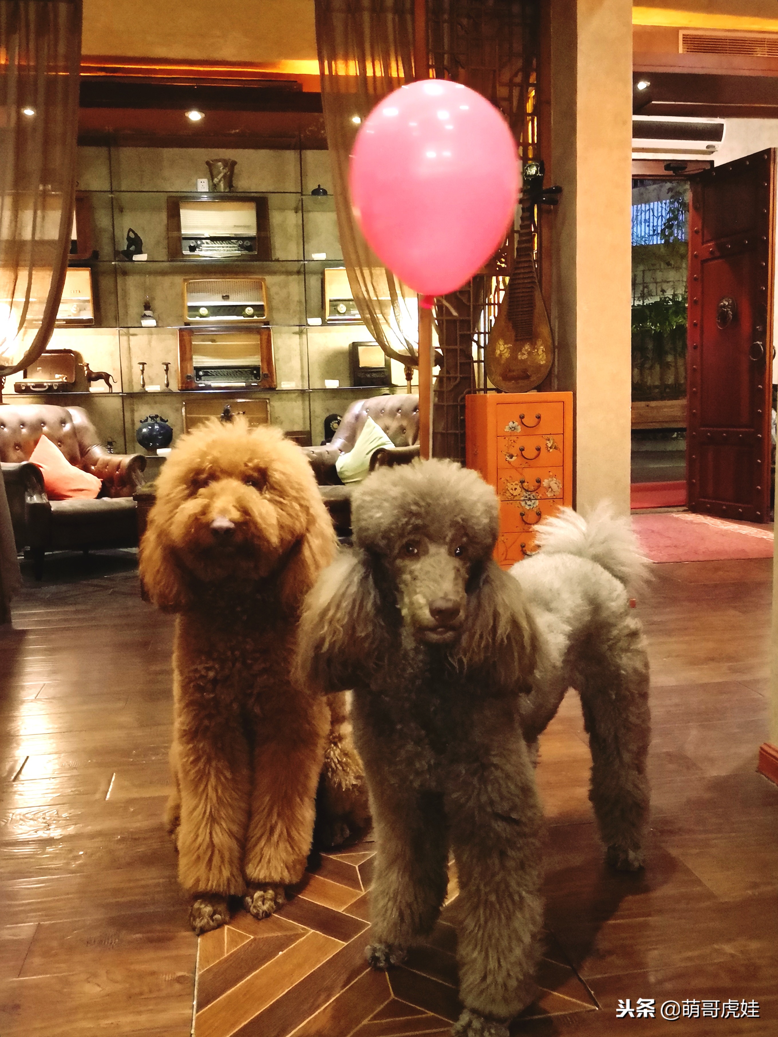 巨型狗狗超级可爱贵宾犬,超级怂的巨型贵宾犬要主人抱抱