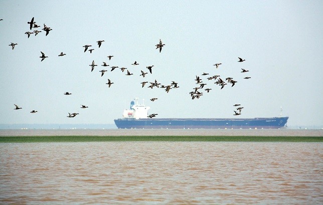 九段沙湿地可以参观吗,上海九段沙湿地有多大