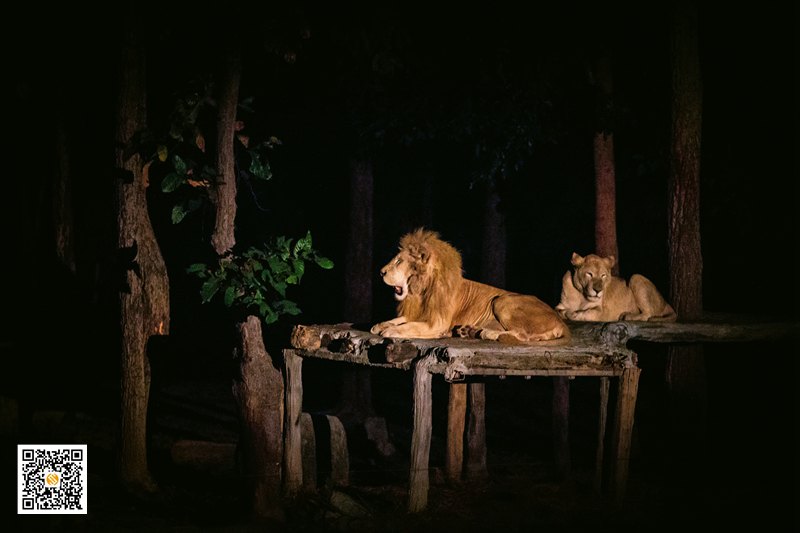 清迈夜间动物园珍稀动物魅力无限,清迈动物园参观