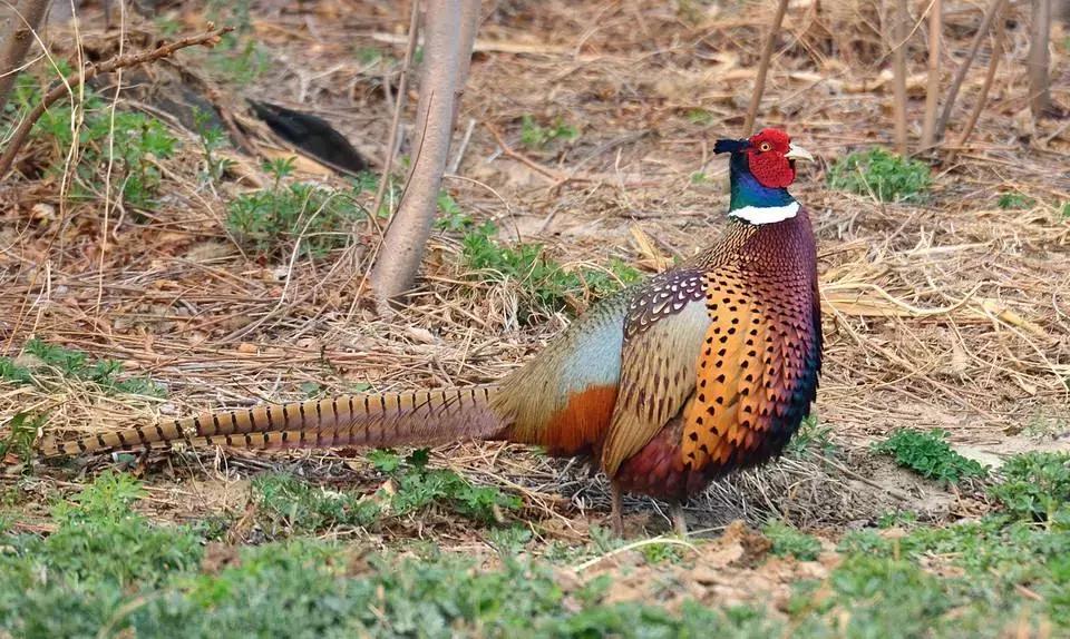 野鸡蛋都在哪里,野鸡蛋和鸡蛋哪个好