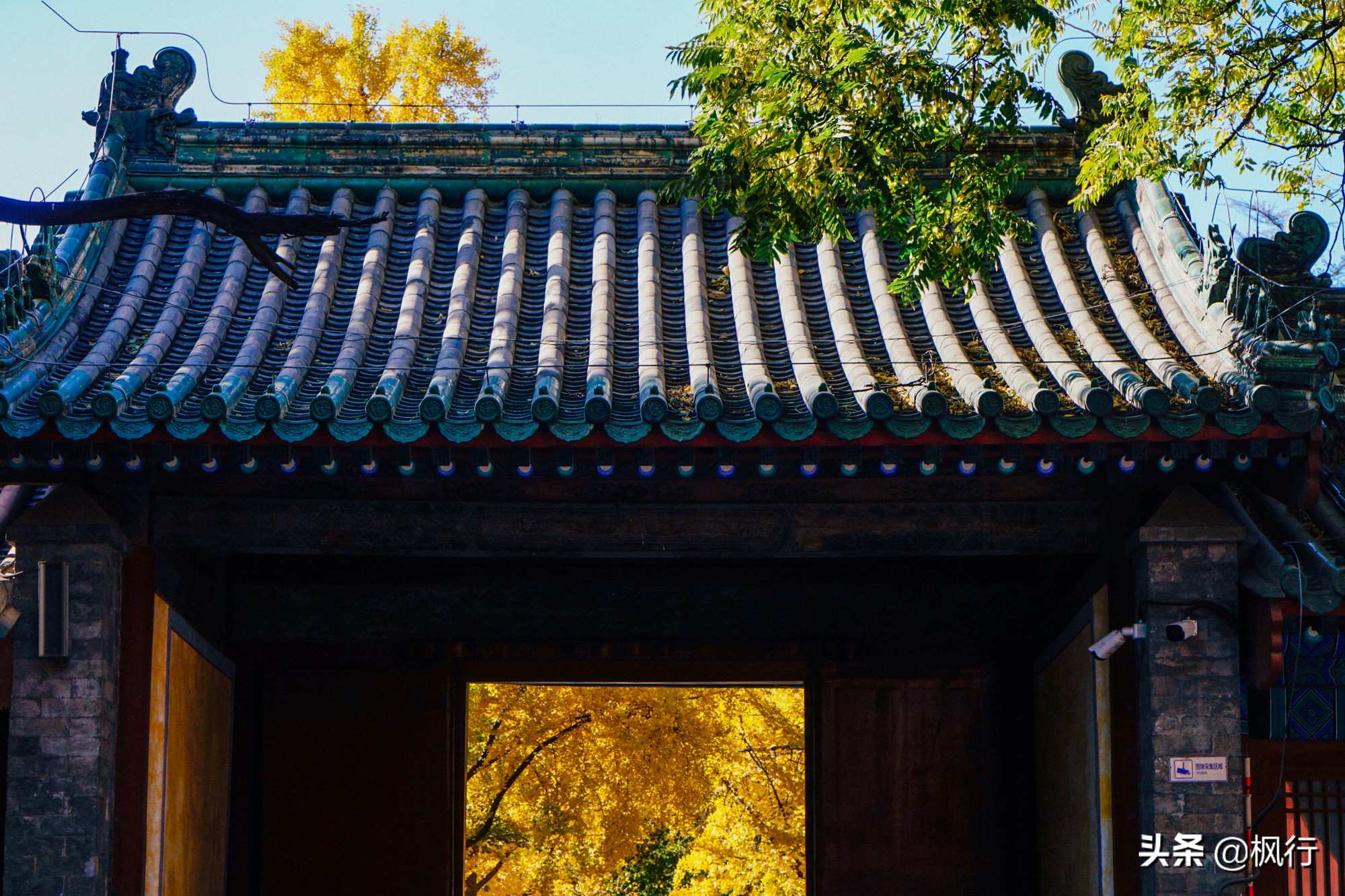 北京18个看银杏的好地方在哪,北京八大处看银杏攻略