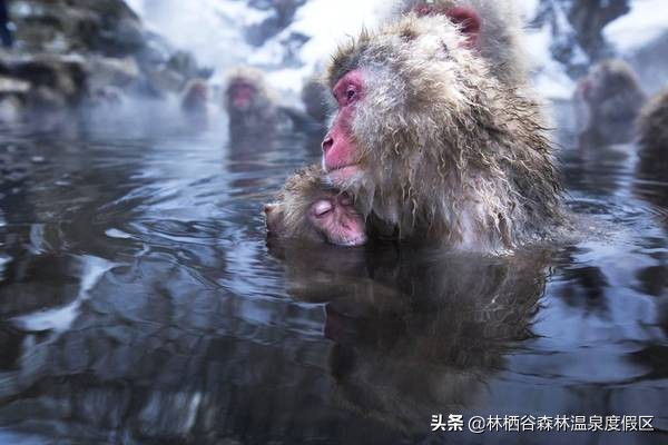 日本富士山猴子泡温泉,日本雪猴公园