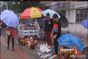 新手养鸽必读夏季养鸽注意事项,十条养鸽经验你一定要知道