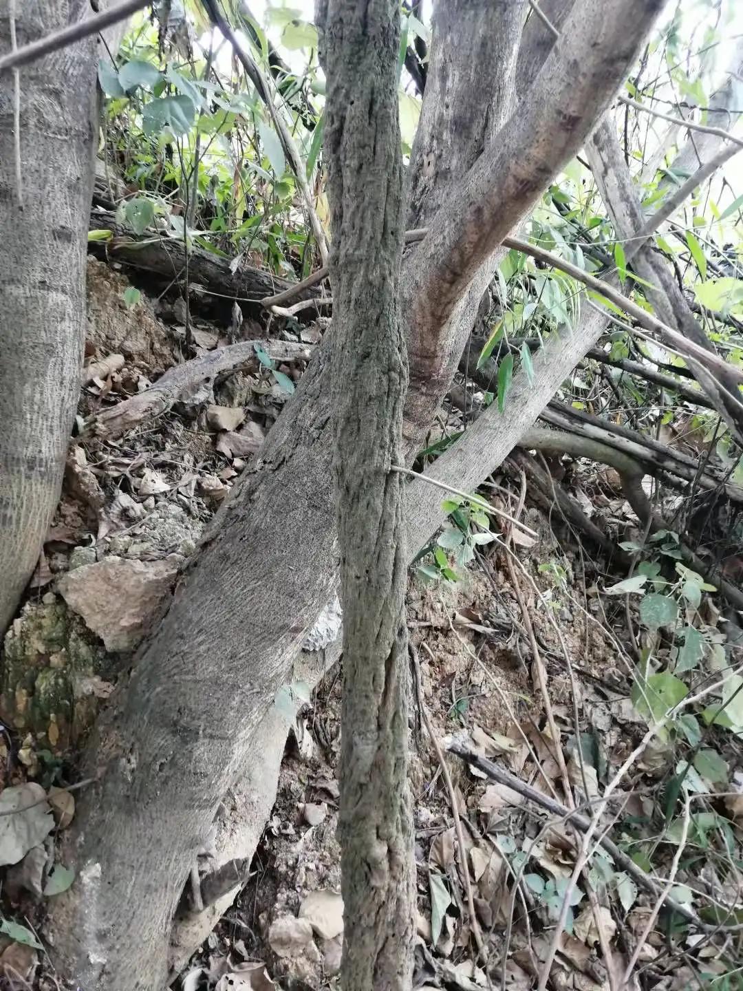 重阳登山看秋色上一句,重阳登山知秋意