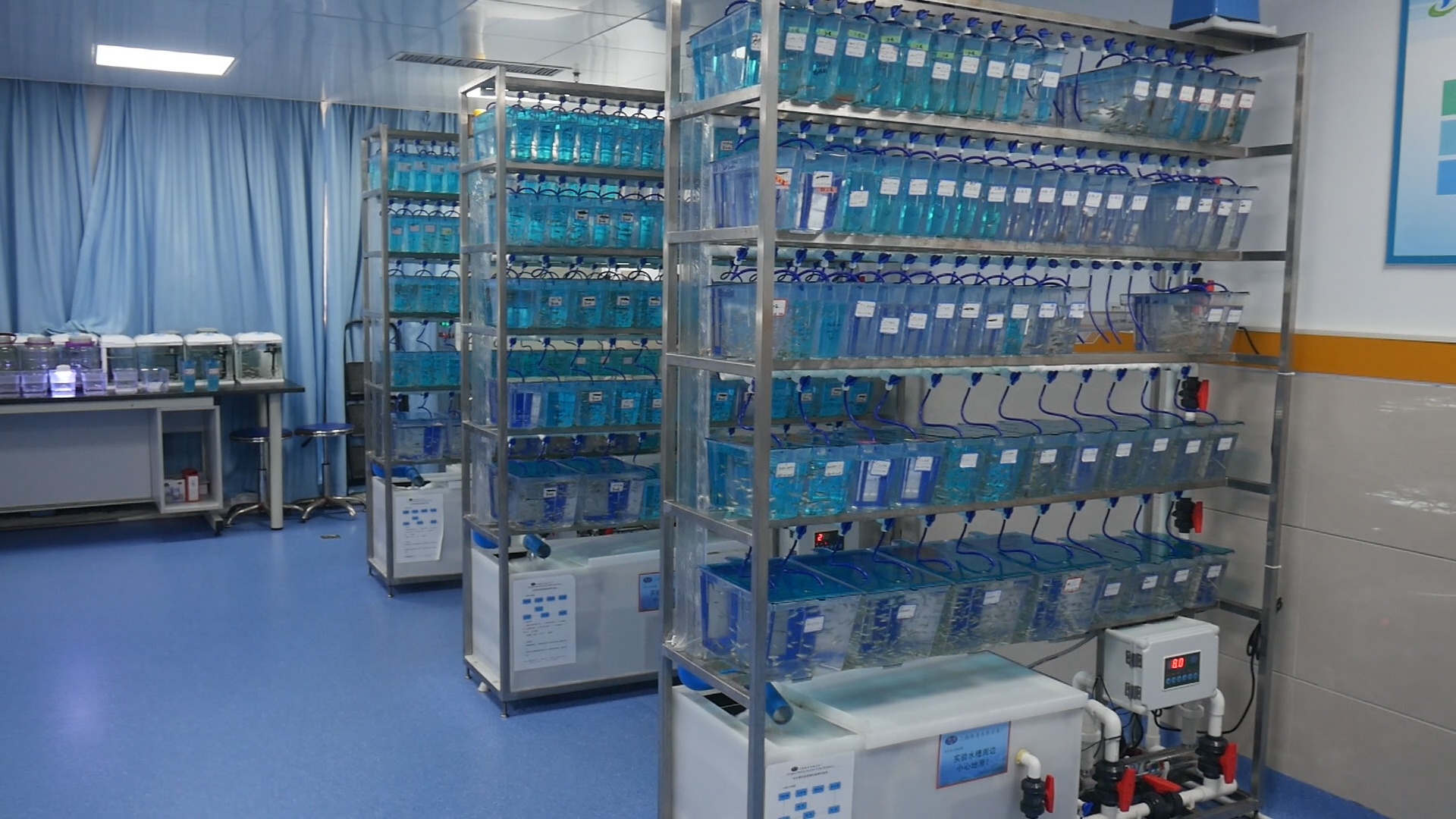 探秘省儿童医院斑马鱼实验平台医院有个“博士渔夫”团