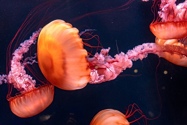 连快门你都不懂？还敢说自己爱摄影？