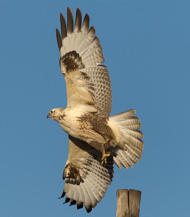东江揽胜:收集常见鸟类图谱之猛禽篇,摄鸟人自留地,建议收藏