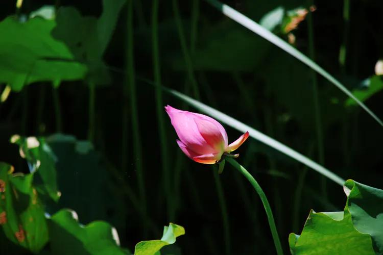 尼康入门单反,单反快速入门攻略