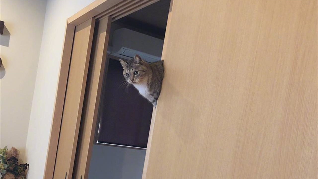 猫咪在家犯了错怎么办？不要忍让不要打，这样处理才正确