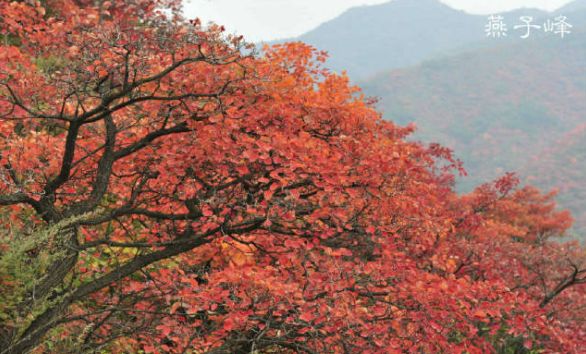 To全世界:灵宝向您发来一封邀请函,请亲启