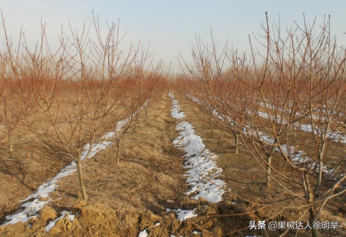 桃树种植技术有哪些,y字形桃树怎样建园