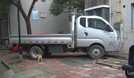 小区业主自己搞绿化,小区业主自己动手