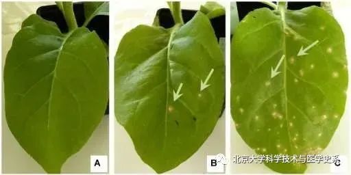 世界第一例病毒是什么,第一个病毒是怎么诞生的