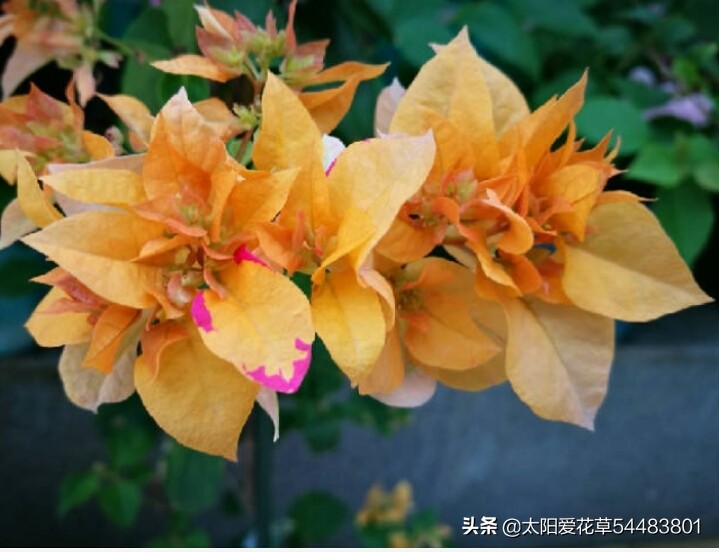 对光照要求不高的三角梅品种,阳台光照不足怎样让三角梅开花