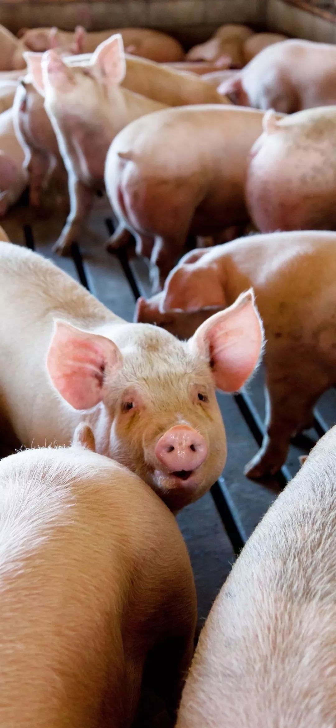 壁需有你,有格调高端超清壁纸