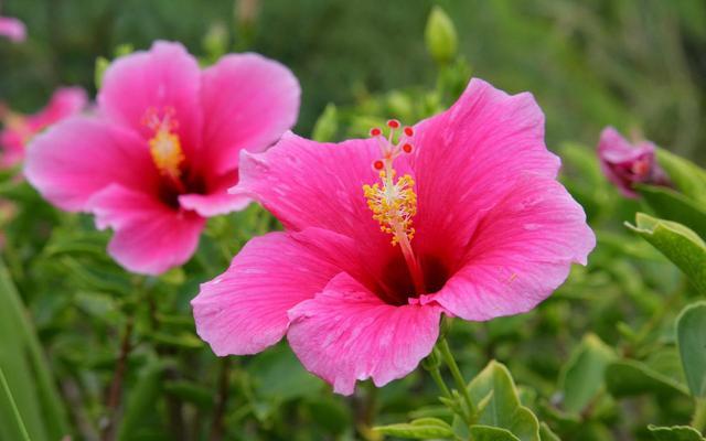 我心目中的木槿花