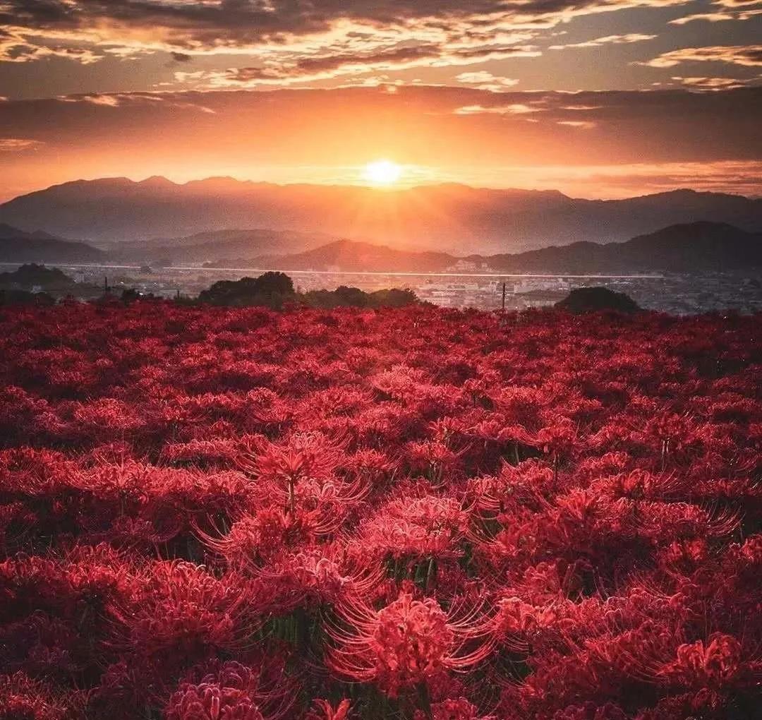 二战德国女兵阅兵,二战德国女兵的视频