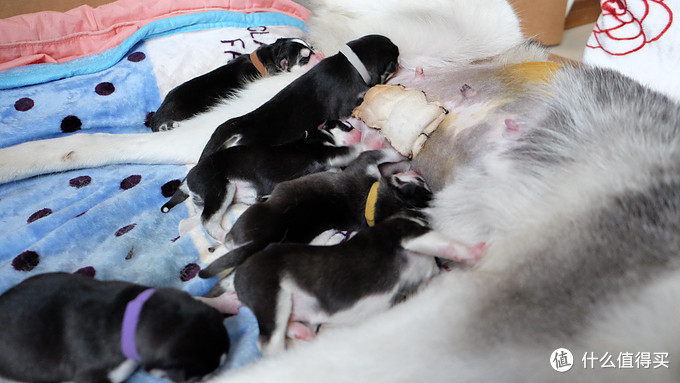 一次创世纪的生活体验—记哈士奇当妈妈