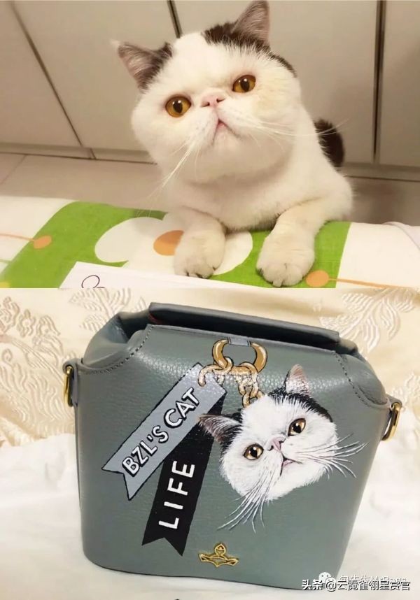 非常好看的宠物包,大家的包都带什么玩偶