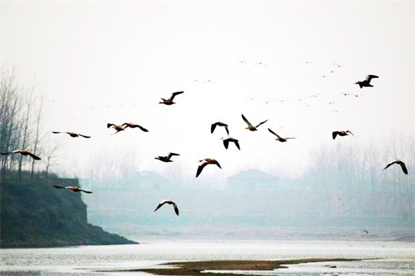 陶渊明的饮酒诗属于律诗还是绝句,陶渊明的五言绝句饮酒