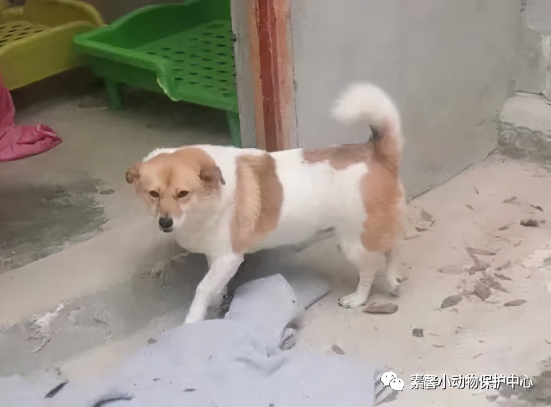 领养代替购买|2021年6月份福州线上宠物领养活动